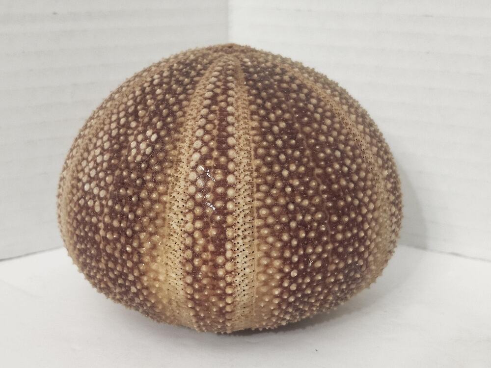 Sea Urchin Test Shell Signed Ben Rickert Vintage Coastal Decor